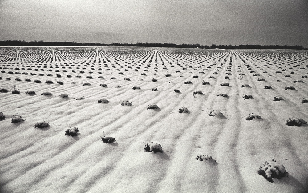 lavandes sous la neige